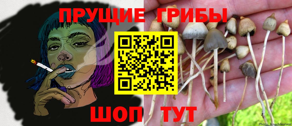 Жуковский  Галлюциногенные грибы Psilocybe  Вход с VPN 